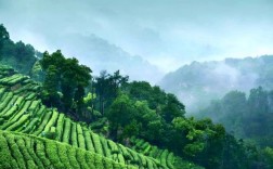 英德红茶入围全国区域农业产业品牌影响力百强榜